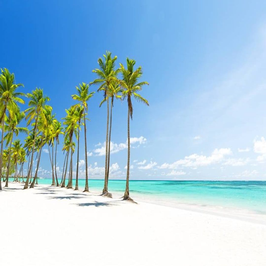 White-sand beach with tall coconut palms beside a turquoise sea under a clear sky