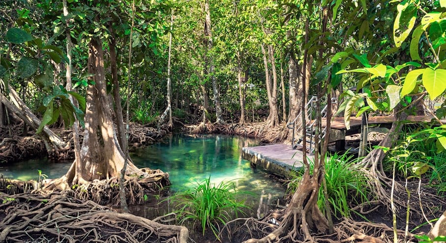 Mangrove with aerial roots beside a crystal-clear turquoise stream and a wooden boardwalk