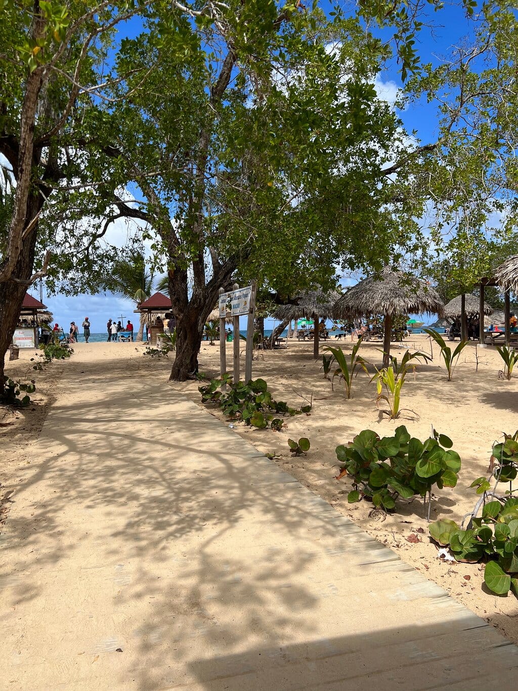 Sandy path shaded by trees leading to Macao Beach, with thatched umbrellas by the sea