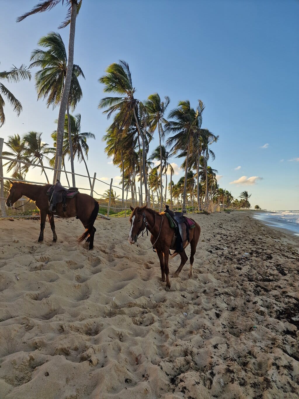 Cabalgata en Punta Cana: Aventura a caballo en Playa Macao – foto 2