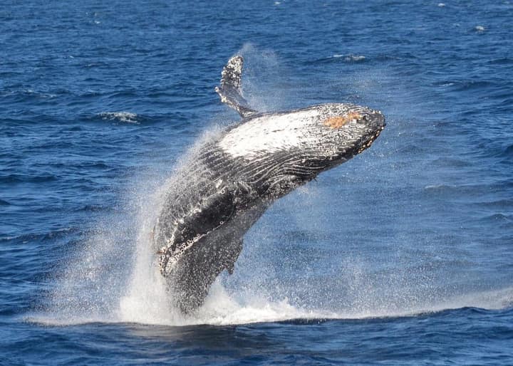 🐋 Whale Watching in Samaná