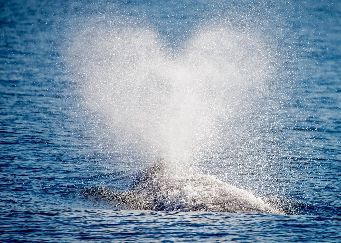🐋 Avistamiento de Ballenas en Samaná – foto 4