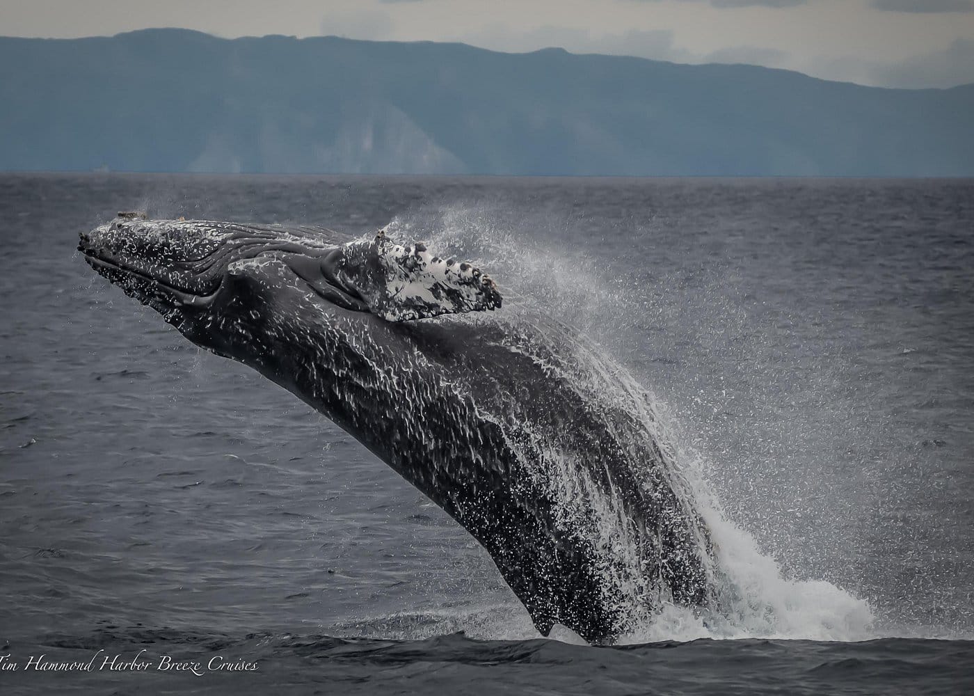 🐋 Avistamiento de Ballenas en Samaná – foto 5