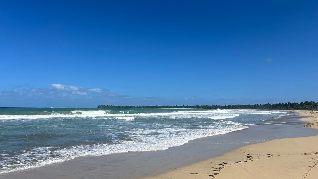 Unspoiled golden-sand beach with gentle waves and a line of palm trees on the horizon under a blue sky